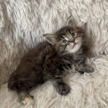 Chat Maine Coon proposée par l’élevage Chatcoon.