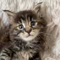Chaton Maine Coon de race – prix 1700 €.