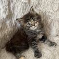 Chaton Maine Coon de race  en région Normandie.