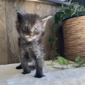 Chaton Maine Coon de race – prix 1700 €.