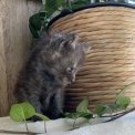 Chat Maine Coon proposé par l’élevage CHATTERIE DES 100 VALLEES.