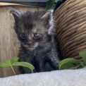 Chaton Maine Coon de race en région Occitanie.