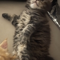 Chaton Maine Coon de race – prix 1700 €.