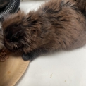 Chaton Maine Coon de race  en région Normandie.