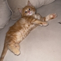 Chat Maine Coon proposé par l’élevage Chatcoon.
