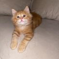 Chaton Maine Coon de race – prix 1000 €.