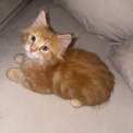 Chaton Maine Coon de race en région Normandie.