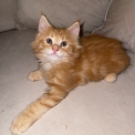Chaton Maine Coon de race en région Normandie.