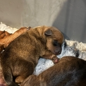Adoption chiot Pinscher Nain au prix de 1600 €