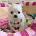 Chiot Chihuahua de race – prix 1780 €.