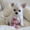 Chiot Chihuahua de race – prix 1780 €.