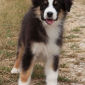 Chiot Berger australien sans pedigree – prix 800 €.