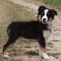 Chiot Berger australien sans pedigree – prix 800 €.