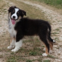Chiot Berger australien sans pedigree  en région Nouvelle-Aquitaine.