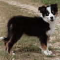 Chiot Berger australien sans pedigree en région Nouvelle-Aquitaine.