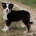 Berger australien disponible en Charente