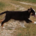 Chiot Berger australien sans pedigree – prix 800 €.