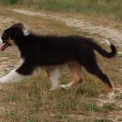Chiot Berger australien sans pedigree  en région Nouvelle-Aquitaine.