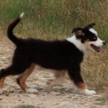 Chiot Berger australien sans pedigree – prix 1000 €.