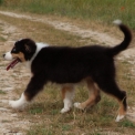 Chiot Berger australien sans pedigree en région Nouvelle-Aquitaine.