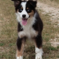 Chien Berger australien proposée par l’élevage Evereven.
