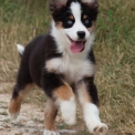 Chiot Berger australien sans pedigree en région Nouvelle-Aquitaine.