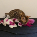 Chat Bengal disponible en Haute-Garonne