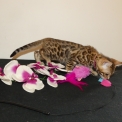 Chat Bengal disponible en Haute-Garonne