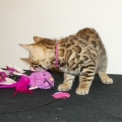 Chaton Chat Bengal de race – prix 1200 €.