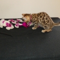 Chat Chat Bengal proposée par l’élevage DE WILD BENGAL SUN.