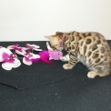 Chaton Chat Bengal de race – prix 1200 €.