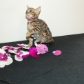 Chat Bengal disponible en Haute-Garonne