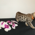 Chat Bengal disponible en Haute-Garonne