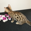 Chaton Chat Bengal de race – prix 1200 €.