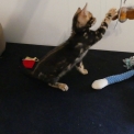Chaton Chat Bengal de race – prix 1000 €.