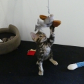 Chat Bengal disponible en Haute-Garonne