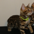 Chat Chat Bengal proposé par l’élevage DE WILD BENGAL SUN.
