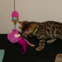 Chat Chat Bengal proposé par l’élevage DE WILD BENGAL SUN.