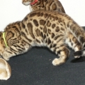 Chat Bengal disponible en Haute-Garonne