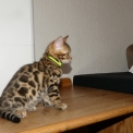 Chat Chat Bengal proposé par l’élevage DE WILD BENGAL SUN.