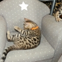 Chat Chat Bengal proposée par l’élevage DE WILD BENGAL SUN.