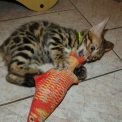 Chaton Chat Bengal de race  en région Occitanie.
