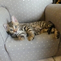 Chat Bengal disponible en Haute-Garonne