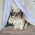 Chiot Shih Tzu de race – prix 1860 €.