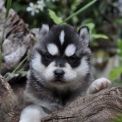 Chiot Husky Sibérien de race en région Île-de-France.