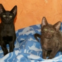 Chaton Chat Savannah de race – prix 1200 €.