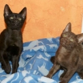 Chaton Chat Savannah de race  en région Occitanie.