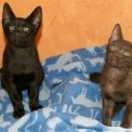 Chat Chat Savannah proposé par l’élevage Chatterie de la croix Lorraine.