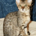 Chat Savannah chaton vendu 1500 €