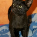 Chat Savannah disponible en Haute-Garonne